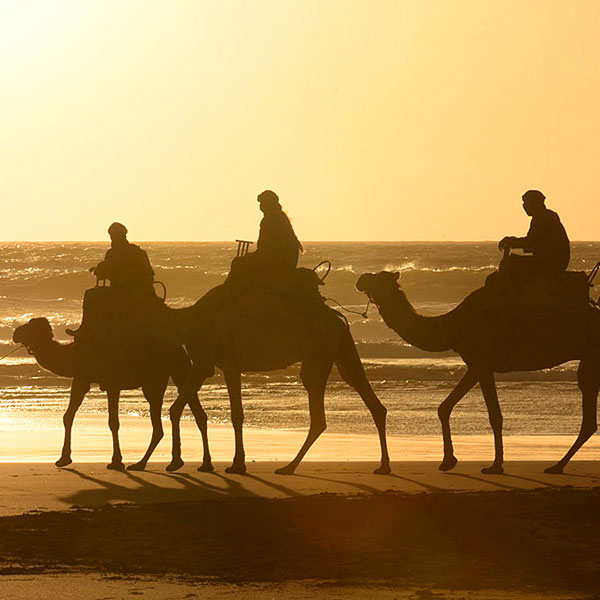 Camel riding in Essaouira