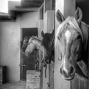 Chevaux zouina cheval