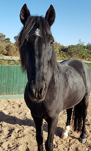 Chocolat zouina cheval
