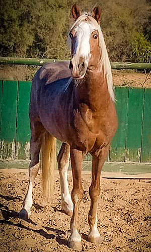 Hidalgo zouina cheval