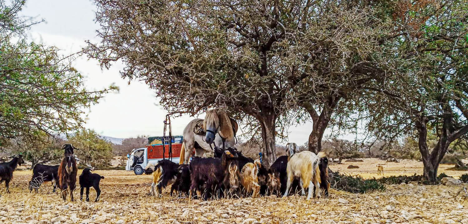 Randonnée cheval de 3 jours à Essaouira