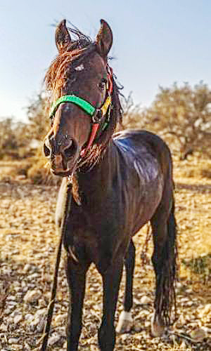 Saphir zouina cheval