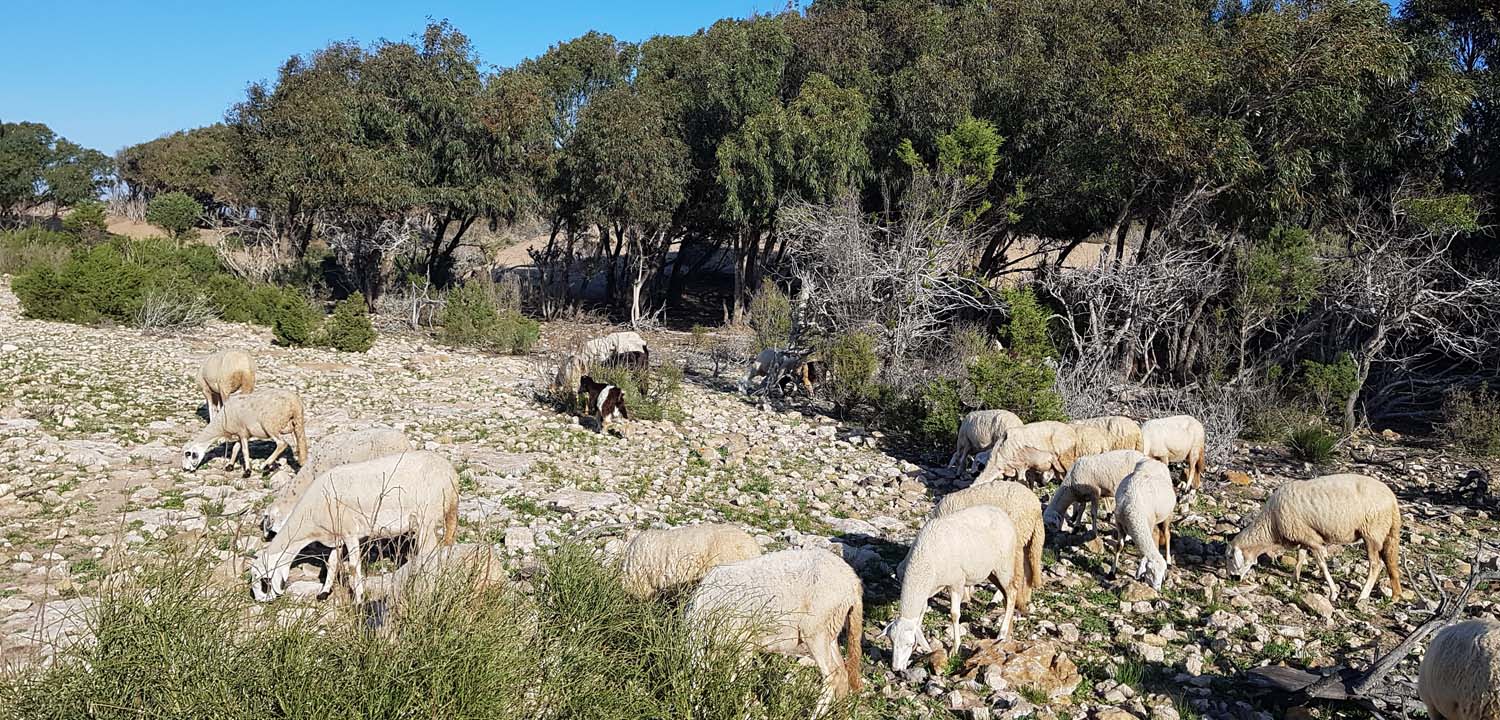 Excursiones a caballo Agadir