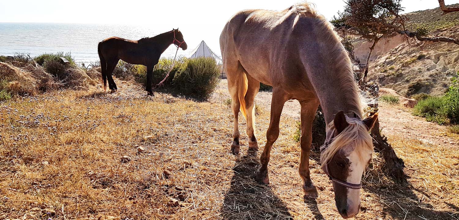 ruta caballo Esauira 6 días