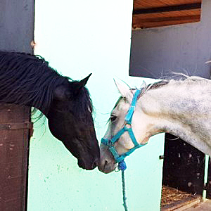 Horse riding center in essaouira