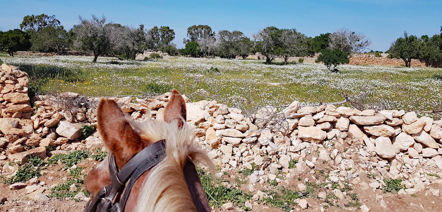 Horse trek Morocco