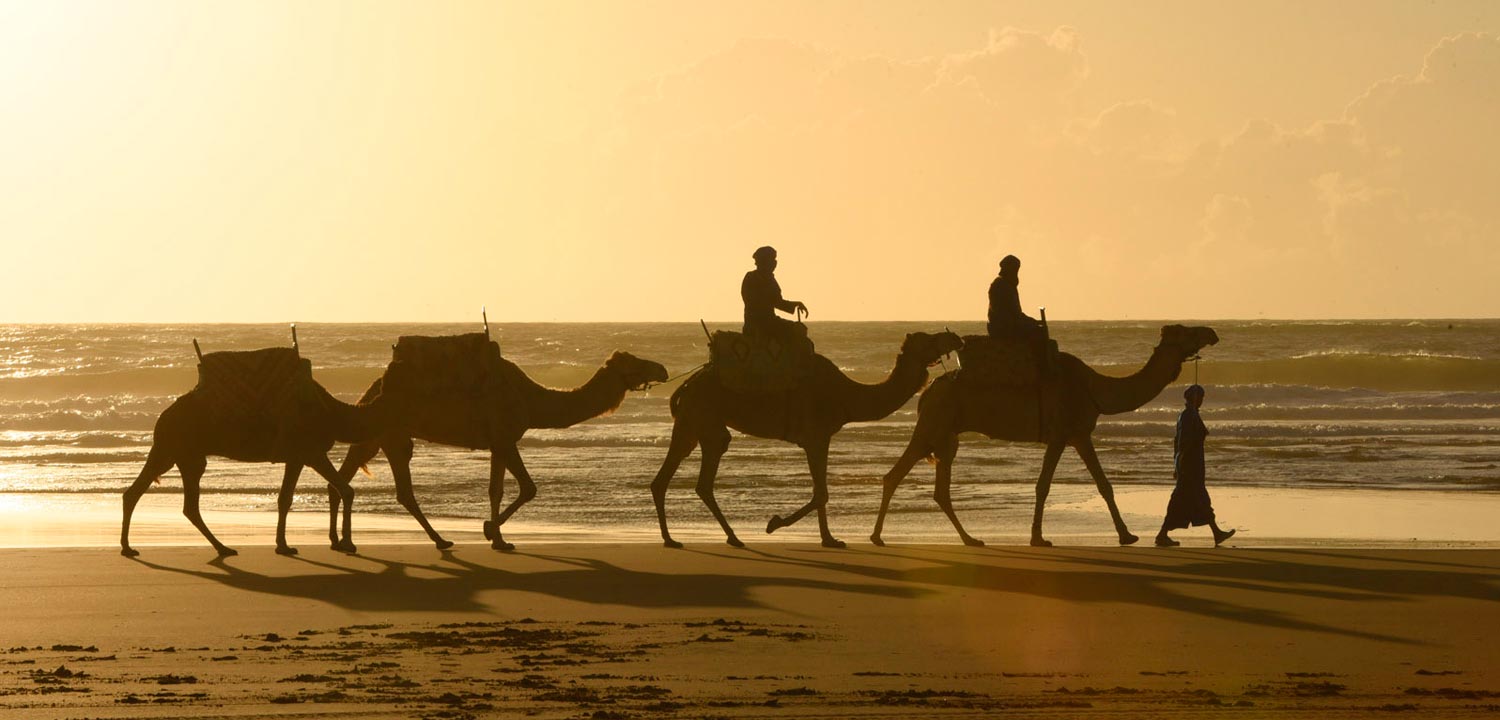 Balade en dromadaire Essaouira