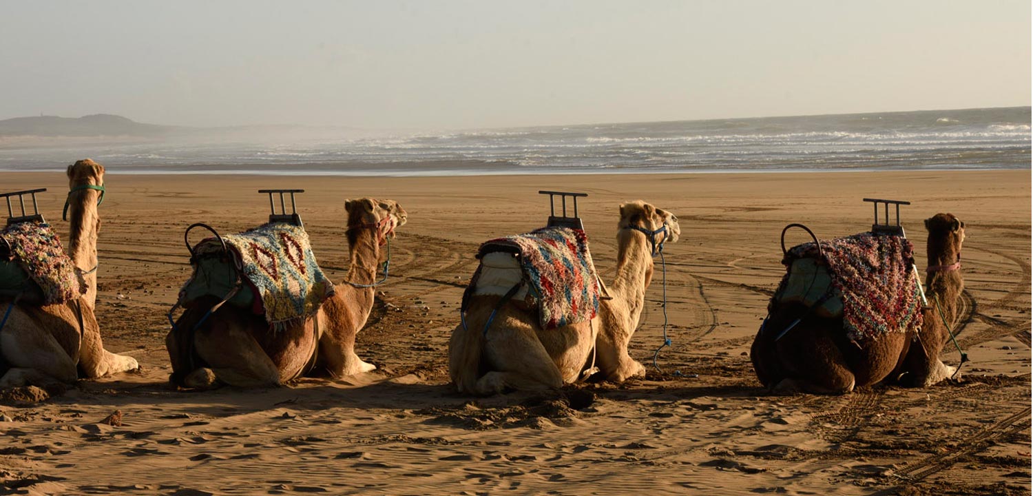 Chameaux Essaouira plage