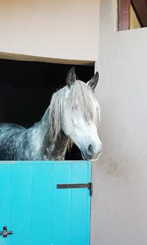 Silver Zouina Cheval