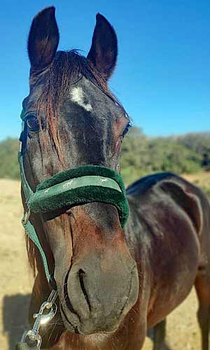 lipton zouina cheval