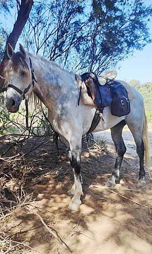 mogador zouina cheval