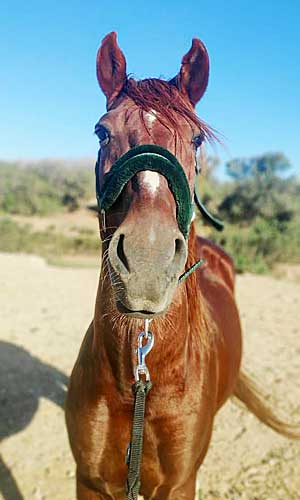 Sahara Zouina Cheval