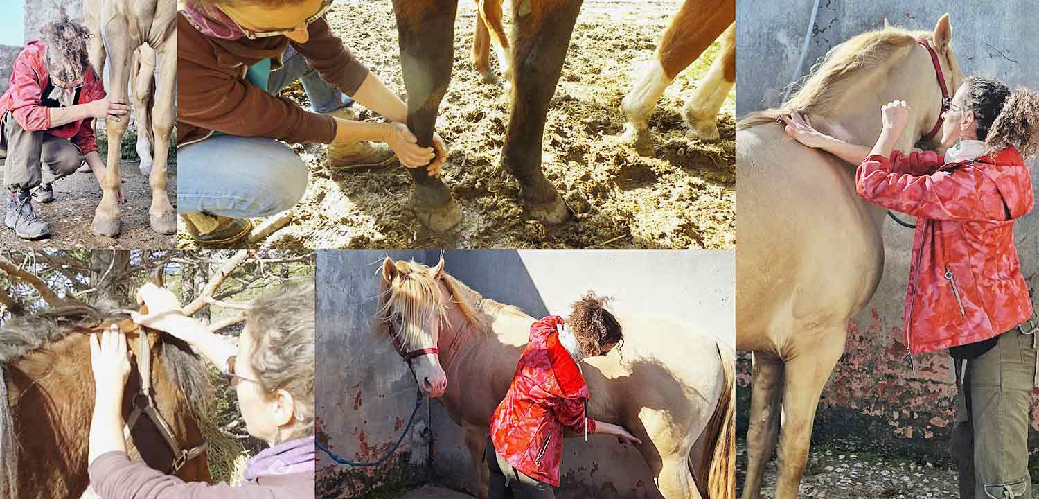 equine massages essaouira