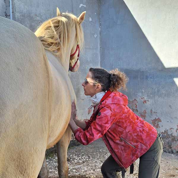 equine massage